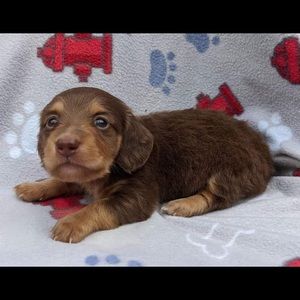 Meet your Posher, Dotty